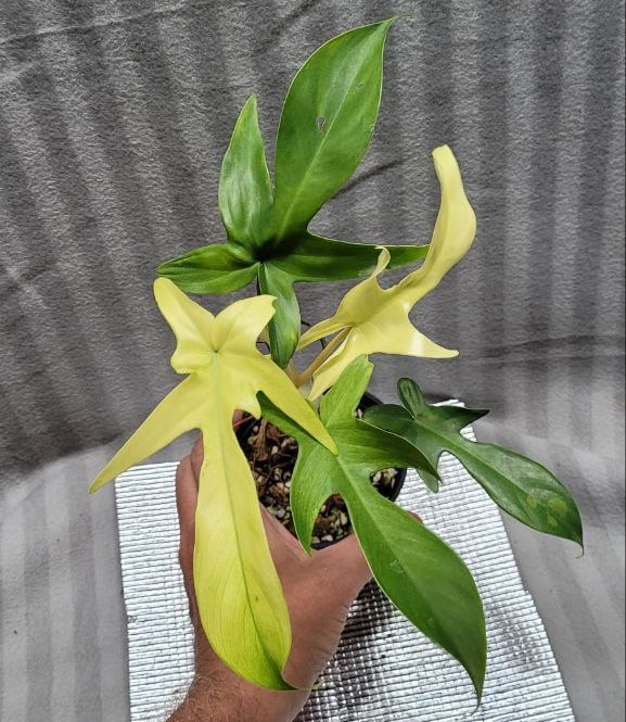 Philodendron Florida Ghost Mint for sale