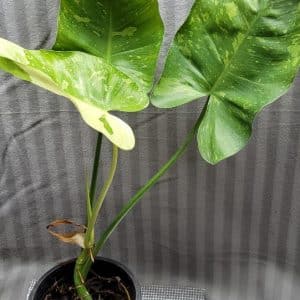 Philodendron 'Jose Buono' variegated for sale