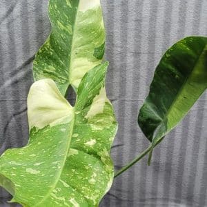 Philodendron 'Jose Buono' variegated