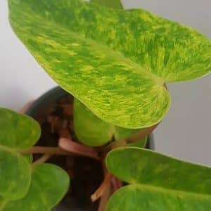 Philodendron 'Painted Lady' for sale
