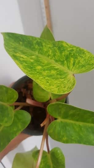 Philodendron 'Painted Lady' for sale