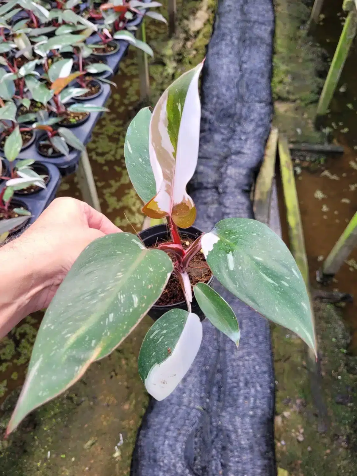Philodendron 'Anderson's Red' variegated - Tropics @Home