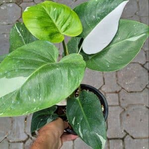 Philodendron 'White Wizard' half moon