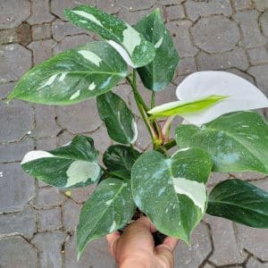 Philodendron 'White Wizard' for sale