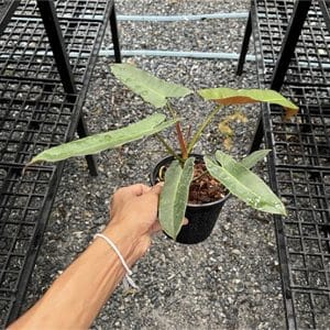 Philodendron atabapoense for sale