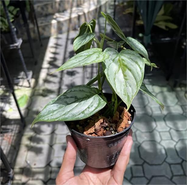 Philodendron brandtianum for sale