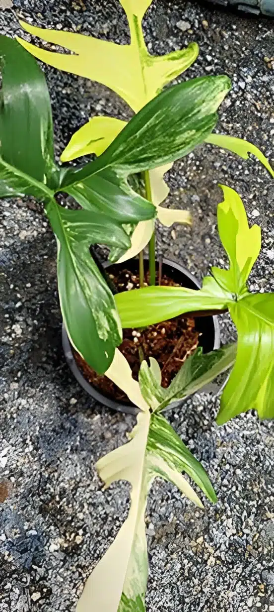 Buy Philodendron Florida Beauty (Flobe) online