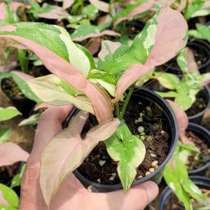 Syngonium Tricolor Red Spot for sale