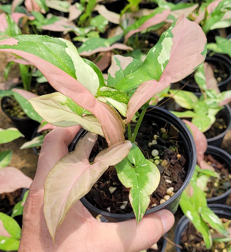 Syngonium Tricolor Red Spot for sale