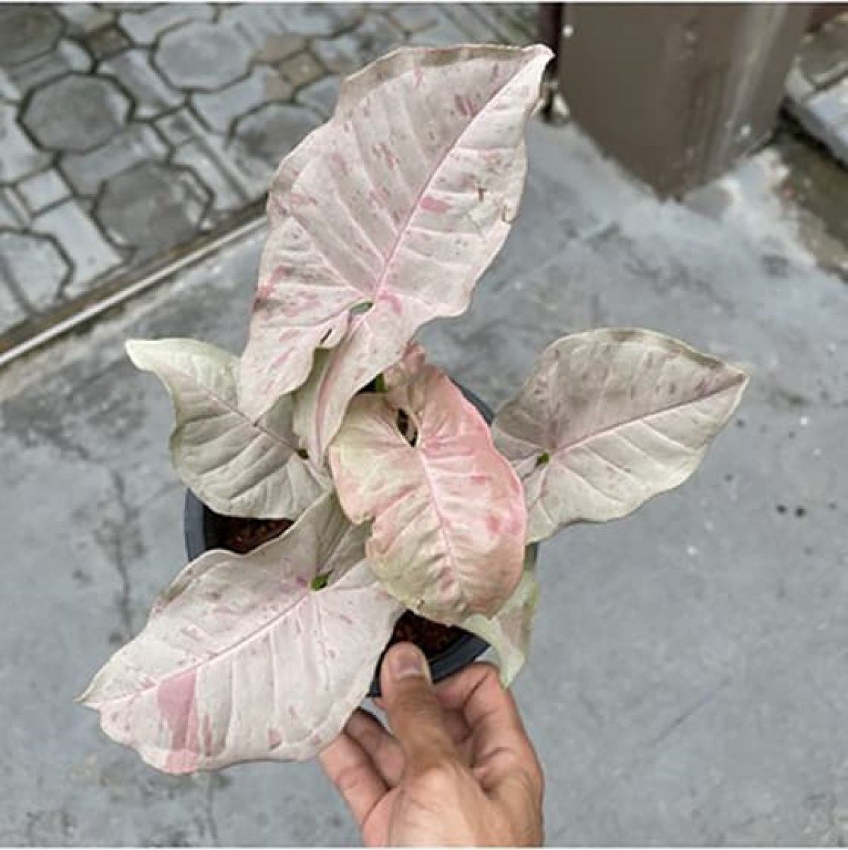 Syngonium Pink tropical plants retail  wholesale free phyto