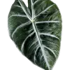 Alocasia/Colocasia rhizomes