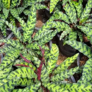 Calathea lancifolia for sale