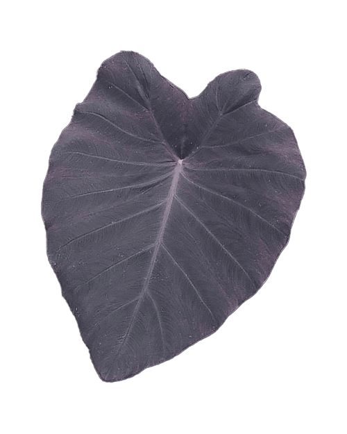 Colocasia esculenta 'Black Knight' shop online