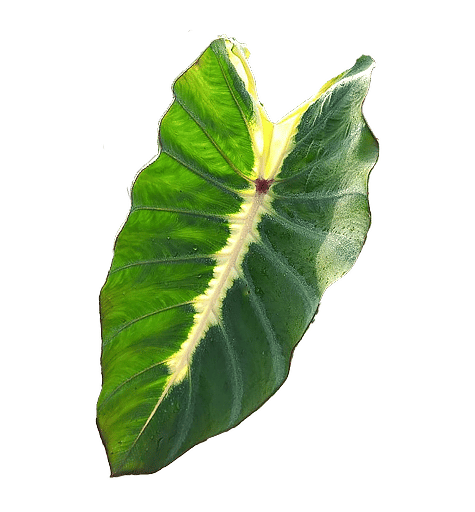 Colocasia esculenta 'Maui Sunrise' buy in online shop
