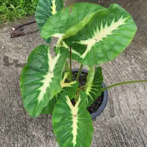 Colocasia esculenta 'Maui Sunrise' for sale