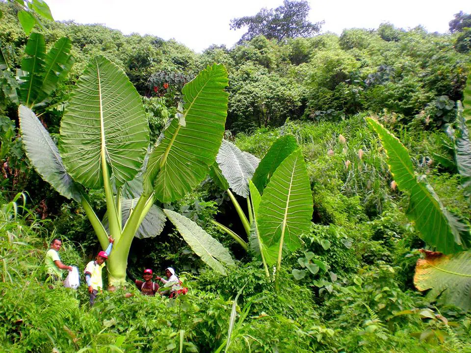 Colocasia gigantea 'Thailand Giant' in habitat