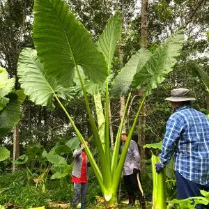 Colocasia gigantea 'Thailand Giant'