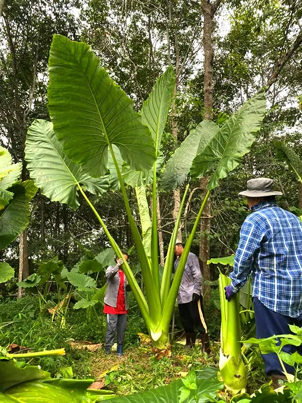 Colocasia gigantea 'Thailand Giant'