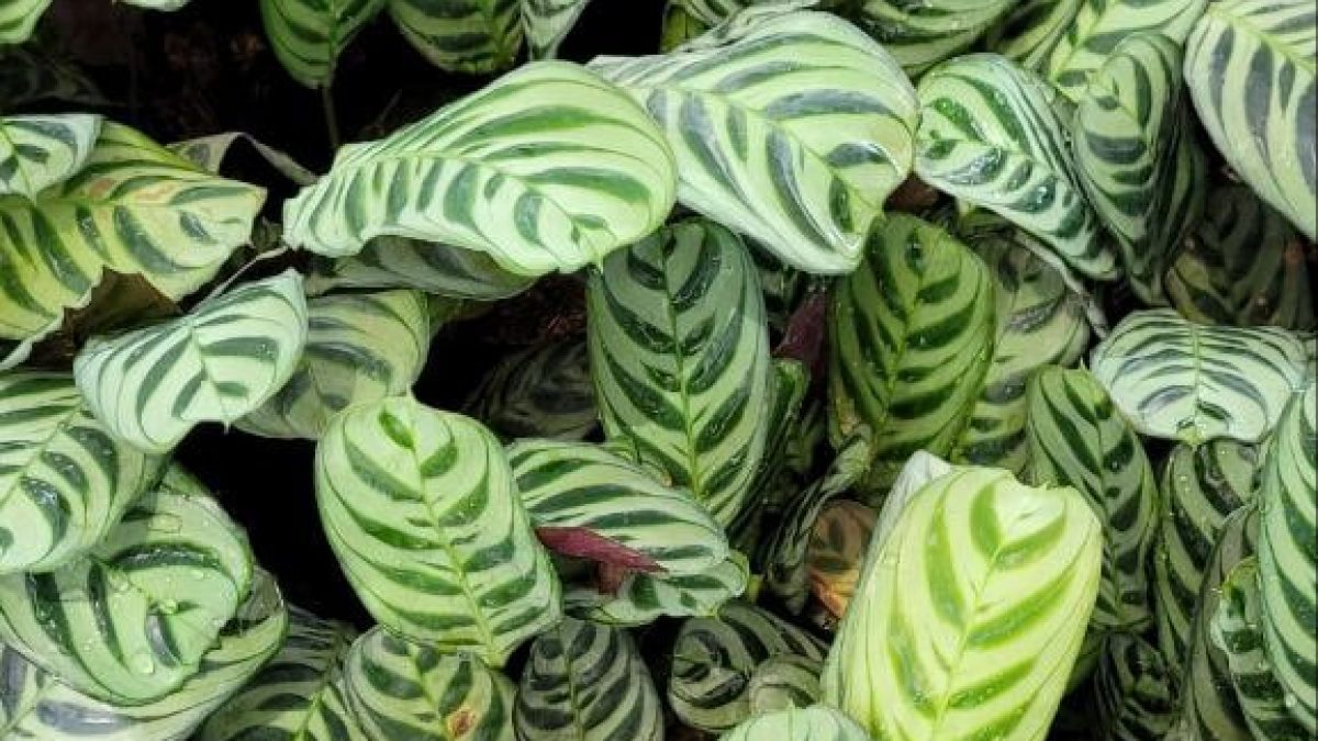 Ctenanthe burle marxii - Tropics @Home