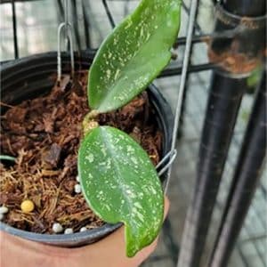 Hoya carnosa 'Wilbur Graves' rooted cutting