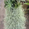 Tillandsia usneoides plus Tillandsia ionantha