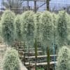 Buy Tillandsia usneoides online
