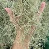 Tillandsia usneoides (Spanish moss) for sale