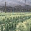 Nursery growing Tillandsia usneoides for wholesale