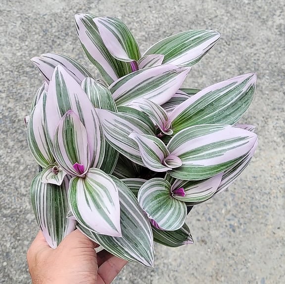 Tradescantia pink for sale