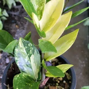 Variegated ZZ plant for sale