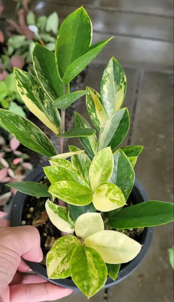 Zamioculcas Zamiifolia Variegated for sale