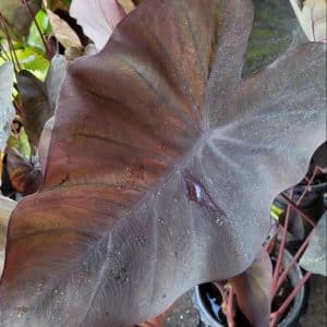 Colocasia esculenta 'Black Knight' foliage