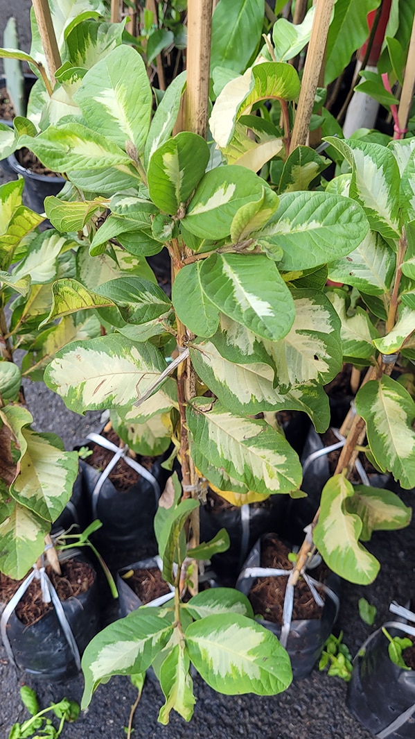 Variegated guava plant for sale