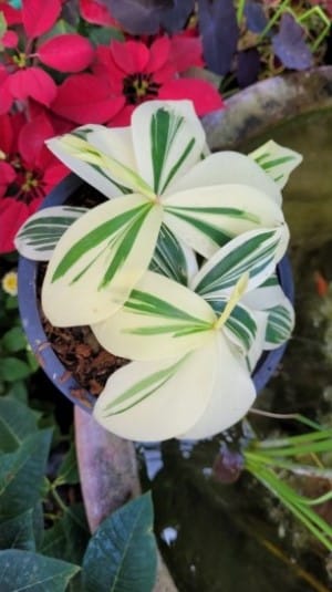 Costus arabicus variegata for sale