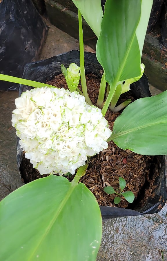 Curcuma parviflora 'Snowball' flowering