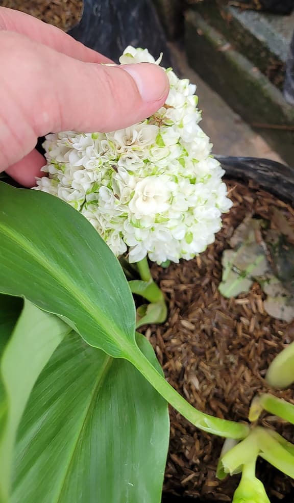 Curcuma parviflora 'Snowball' for sale