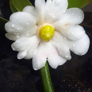 Clusia rosea flowering