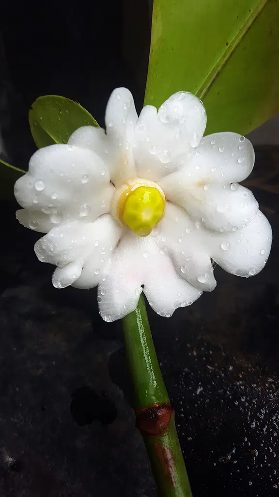 Clusia rosea flowering