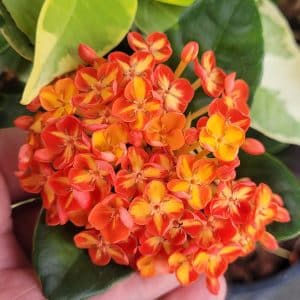 Ixora orange-yellow flowers