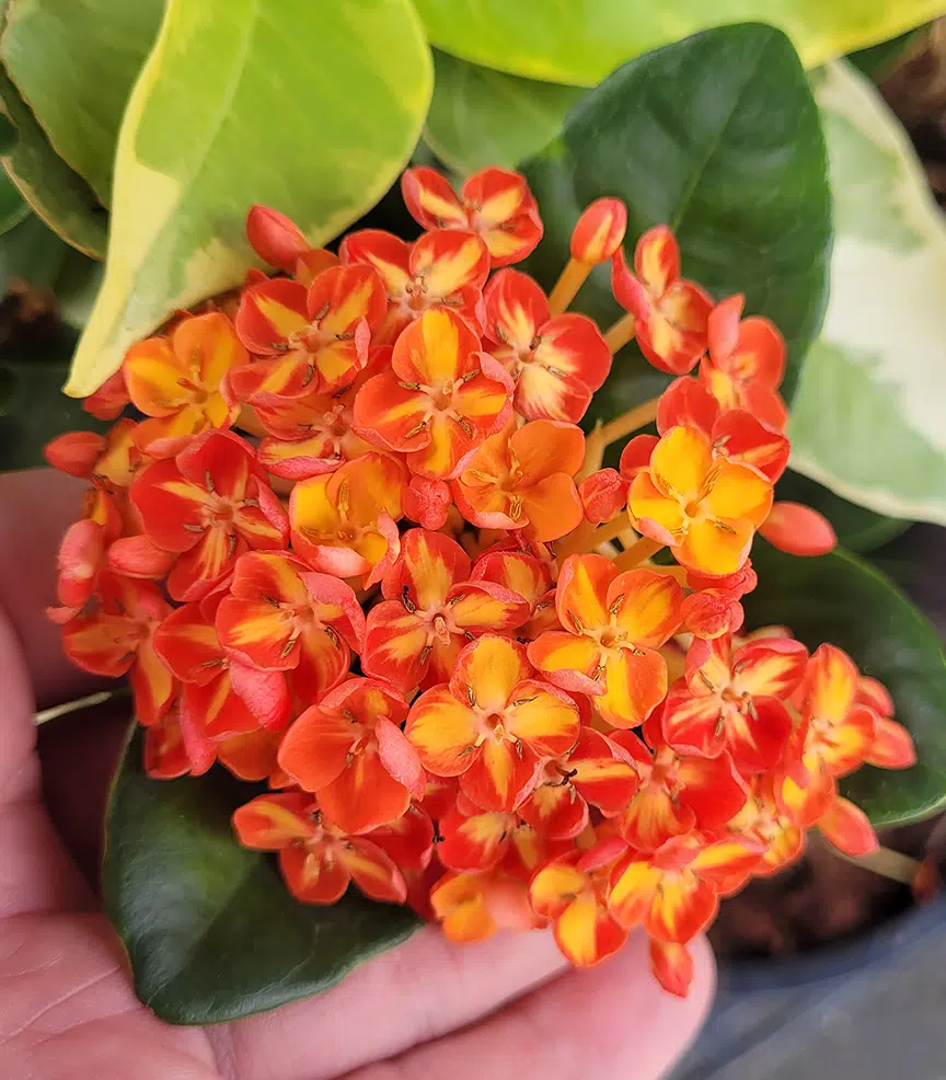 Ixora orange-yellow flowers