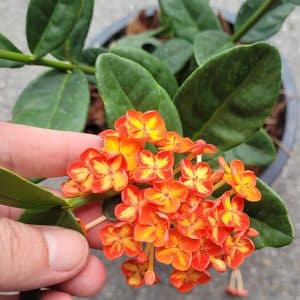 Ixora hybrid orange-yellow flowers