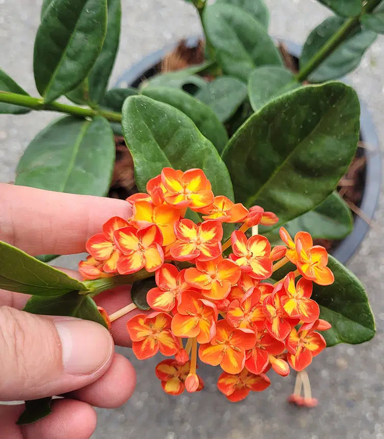 Ixora hybrid orange-yellow flowers