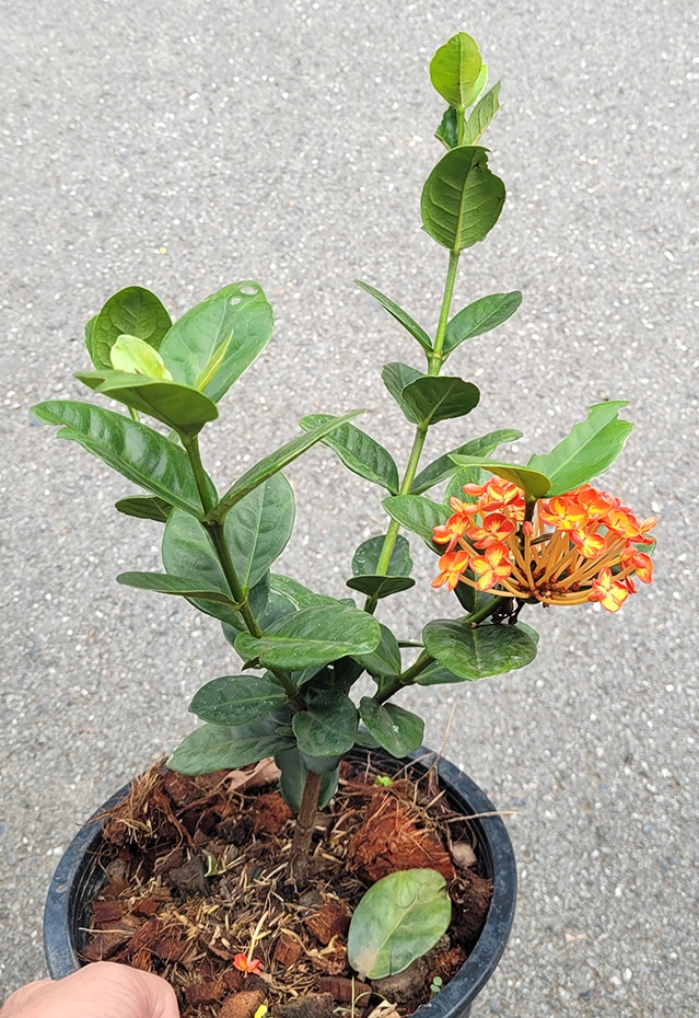 Ixora young plant for sale