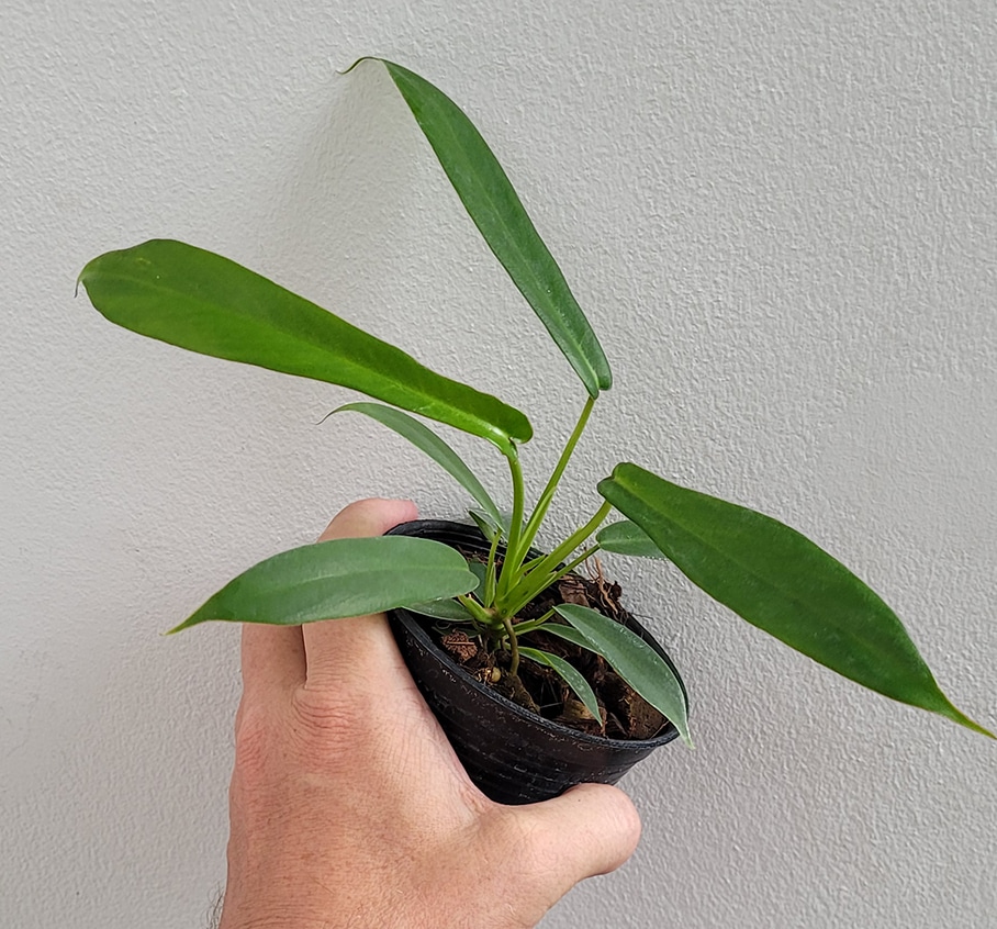 Philodendron joepii tissue culture