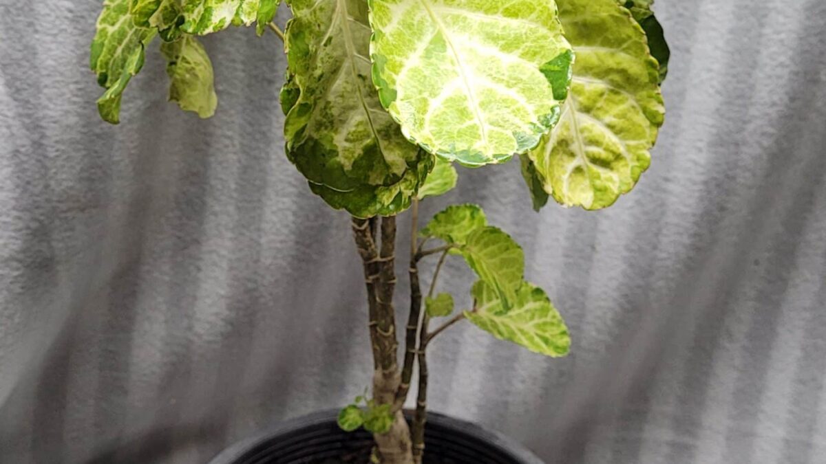 Polyscias scutellaria variegata - Tropics @Home