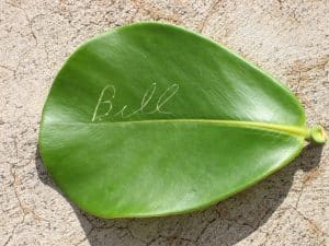Autograph tree leaf