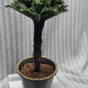 Blechnum gibbum Dwarf fern tree