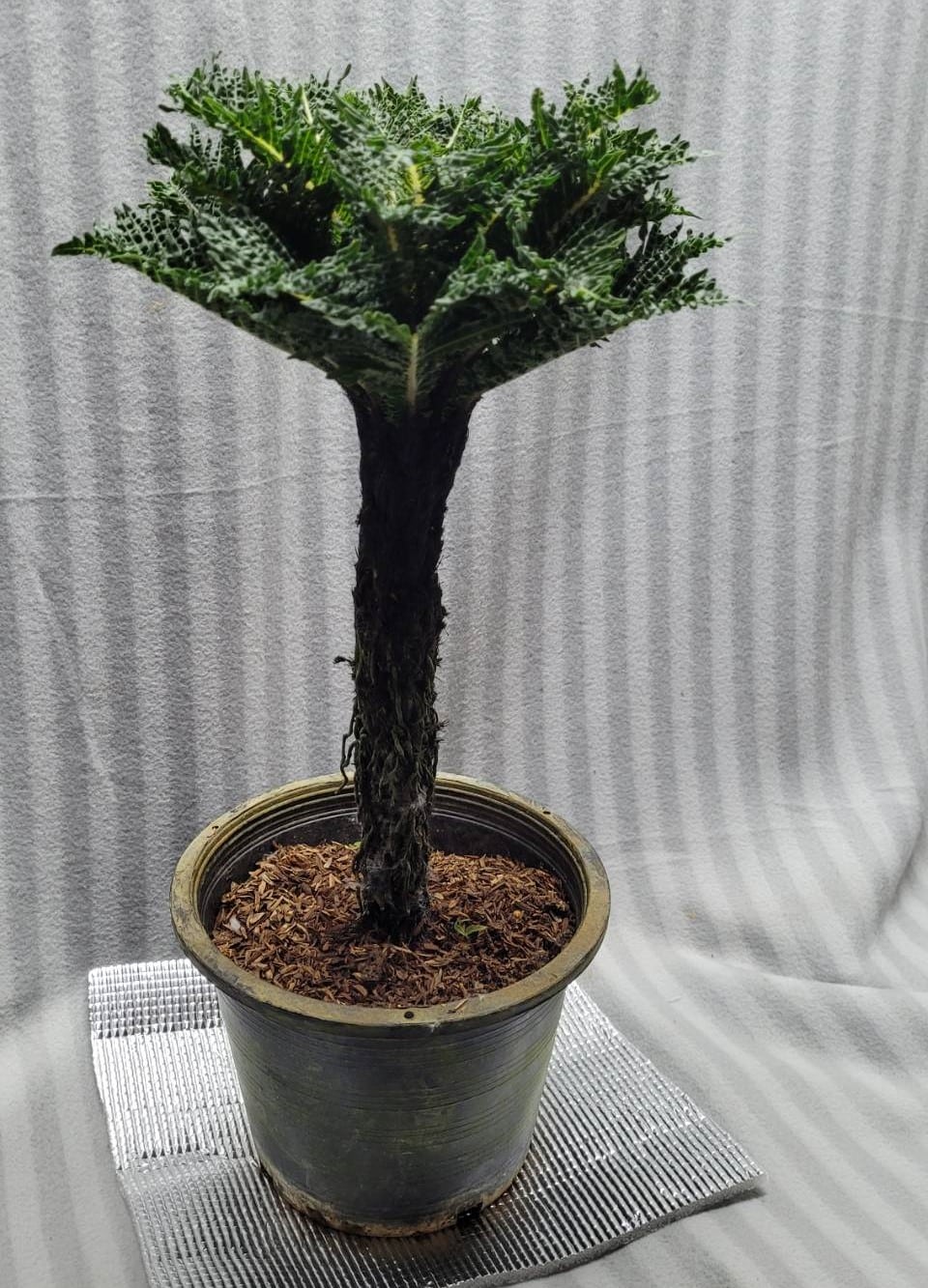 Blechnum gibbum Dwarf fern tree