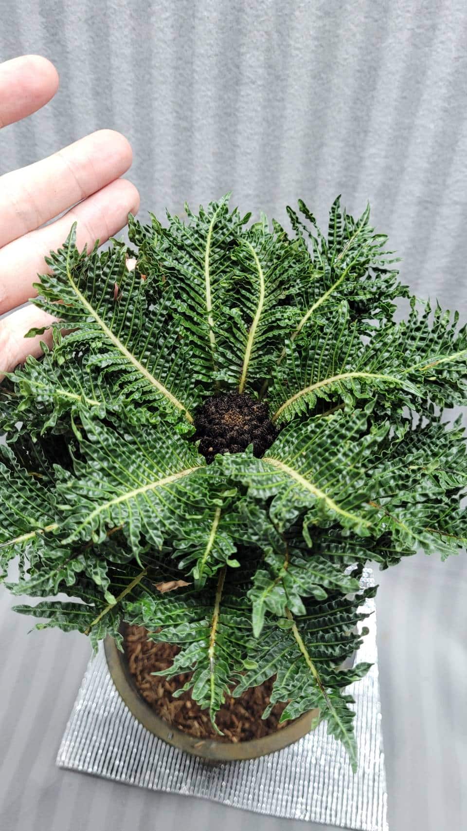 Dwarf fern tree - Blechnum gibbum