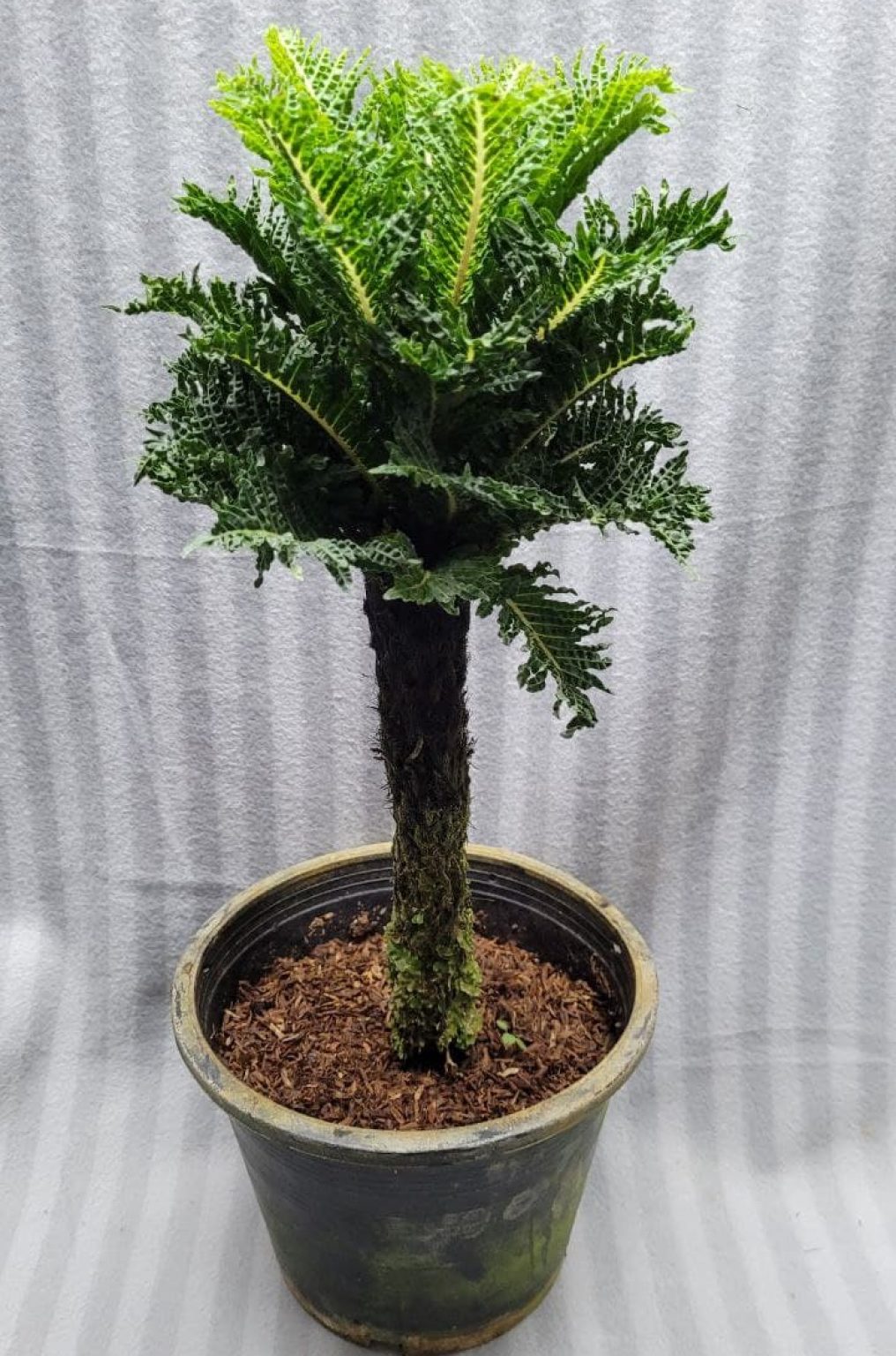 Blechnum gibbum dwarf fern tree Tropics Home